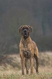 DOGUE ALLEMAND 734